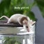 Beautiful little baby girl mice! Carousel 5
