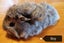 Cute Guinea Pig Babies Carousel 3