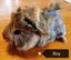 Cute Guinea Pig Babies Carousel 4