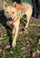 Foggy - DOGWATCH dog rescue & rehoming Carousel 1