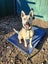Foggy - DOGWATCH dog rescue & rehoming Carousel 2