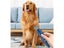 PTN NEW Anti Bark Dog Trainer Sale Sale Carousel 10