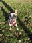 Minnie - DOGWATCH dog rescue & rehoming Carousel 1