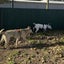Minnie - DOGWATCH dog rescue & rehoming Carousel 2