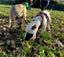 Minnie - DOGWATCH dog rescue & rehoming Carousel 3