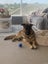 German Shepard Carousel 1