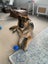 German Shepard Carousel 2