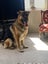 German Shepard Carousel 3