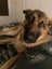 German Shepard Carousel 4