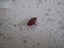 Certified Earth mined Natural Treated Ruby Gemstone, Oval Cut, 9 x 7 x 4.4mm Carousel 5