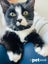 LONELY MIAOW KITTEN - JASPER Carousel 1