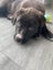Moo (Ellie's Canine Rescue & Rehome) Carousel 1