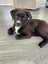 Moo (Ellie's Canine Rescue & Rehome) Carousel 2