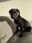 Waffles (Ellie's Canine Rescue & Rehome) Carousel 2