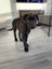 Waffles (Ellie's Canine Rescue & Rehome) Carousel 4