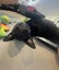 Waffles (Ellie's Canine Rescue & Rehome) Carousel 1