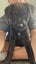 Waffles (Ellie's Canine Rescue & Rehome) Carousel 3