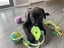 Nugget (Ellie's Canine Rescue & Rehome) Carousel 1