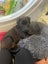 Nugget (Ellie's Canine Rescue & Rehome) Carousel 2