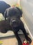 Nugget (Ellie's Canine Rescue & Rehome) Carousel 3