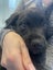 Nugget (Ellie's Canine Rescue & Rehome) Carousel 4