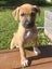 Tony (Ellie's Canine Rescue & Rehome) Carousel 4
