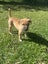 Tony (Ellie's Canine Rescue & Rehome) Carousel 5