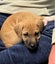 Tony (Ellie's Canine Rescue & Rehome) Carousel 6