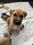 Tony (Ellie's Canine Rescue & Rehome) Carousel 7