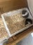 Guinea pig Carousel 2
