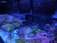 Marine FishTank Carousel 4