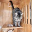 CLEO (4 years old) - AVAILABLE FOR ADOPTION - PET WHISPERER RESCUE Carousel 2