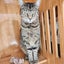 CLEO (4 years old) - AVAILABLE FOR ADOPTION - PET WHISPERER RESCUE Carousel 3