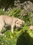 Tommy (Ellie's Canine Rescue & Rehome) Carousel 2