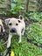 Tommy (Ellie's Canine Rescue & Rehome) Carousel 3