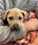 Tommy (Ellie's Canine Rescue & Rehome) Carousel 1