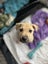 Tommy (Ellie's Canine Rescue & Rehome) Carousel 4