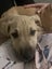 Tommy (Ellie's Canine Rescue & Rehome) Carousel 5