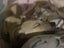 Tommy (Ellie's Canine Rescue & Rehome) Carousel 6