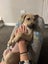 Tommy (Ellie's Canine Rescue & Rehome) Carousel 7