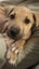 Tommy (Ellie's Canine Rescue & Rehome) Carousel 8