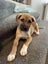 Tony (Ellie's Canine Rescue & Rehome) Carousel 1