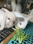 Kids-friendly Minilop Bunnies Carousel 1