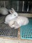 Kids-friendly Minilop Bunnies Carousel 2