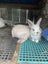 Kids-friendly Minilop Bunnies Carousel 3