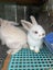 Kids-friendly Minilop Bunnies Carousel 4
