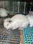 Kids-friendly Minilop Bunnies Carousel 5