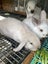 Kids-friendly Minilop Bunnies Carousel 7