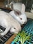 Kids-friendly Minilop Bunnies Carousel 8