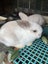 Kids-friendly Minilop Bunnies Carousel 10